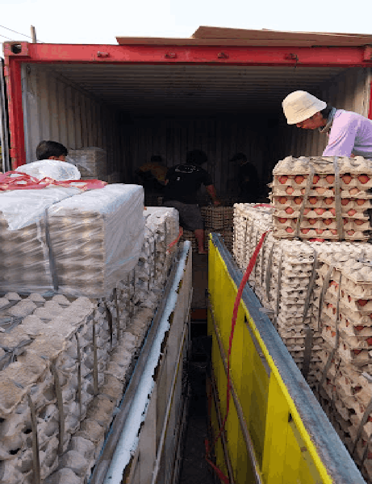 Telur Ayam Ras, Telur Kampung Omega3, Telur Puyuh, Telur Asin, Telur Bebek