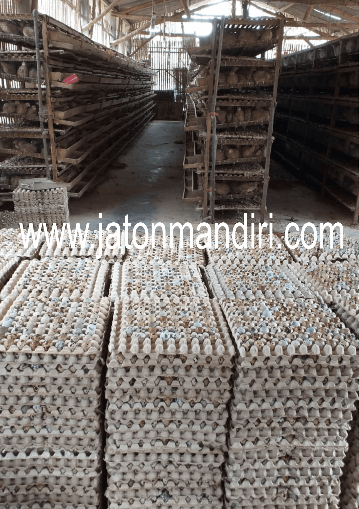 Telur Puyuh Jaton, Jaton Mandiri