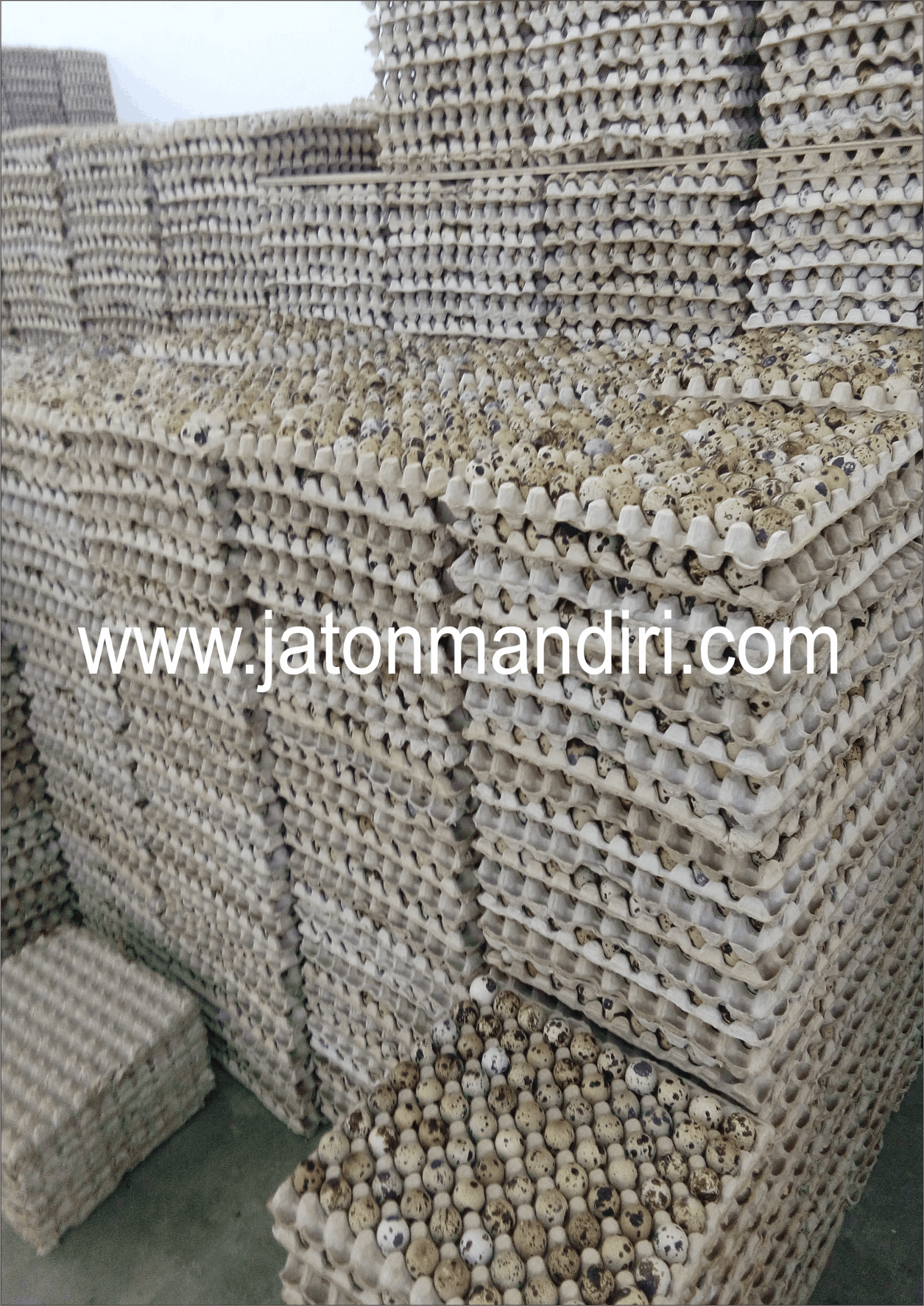 Telur Puyuh Jaton, Jaton Mandiri