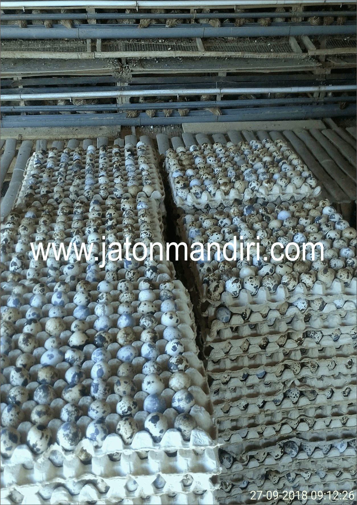 Telur Puyuh Jaton, Jaton Mandiri